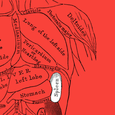 Can I donate blood if I've had my spleen removed? Drawing of human torso and organs