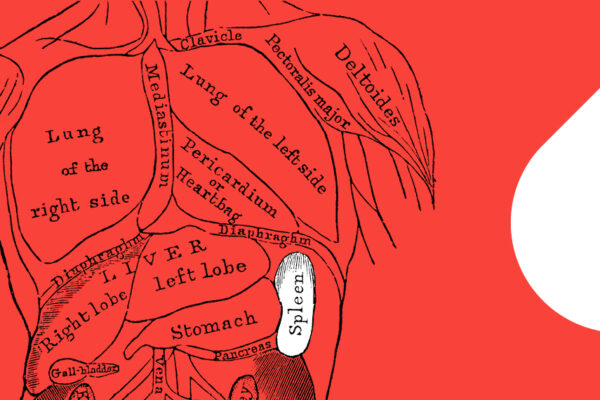 Can I donate blood if I've had my spleen removed? Drawing of human torso and organs