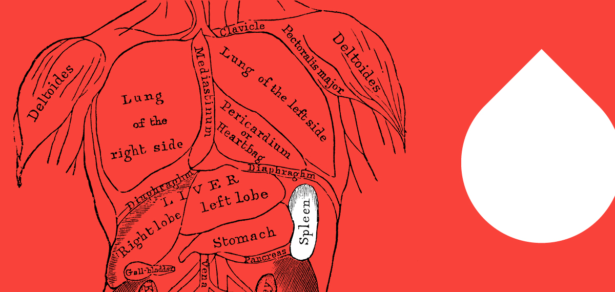 Can I donate blood if I've had my spleen removed? Drawing of human torso and organs